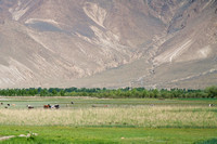 Dairy cows in the Lhasa River valley.