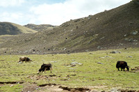 Yaks grazing at close to 5,000m/16,400ft.