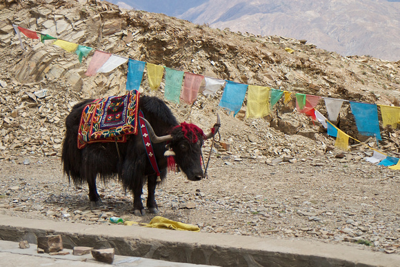Villagers dressed up the yaks for tourists to take pictures with.
