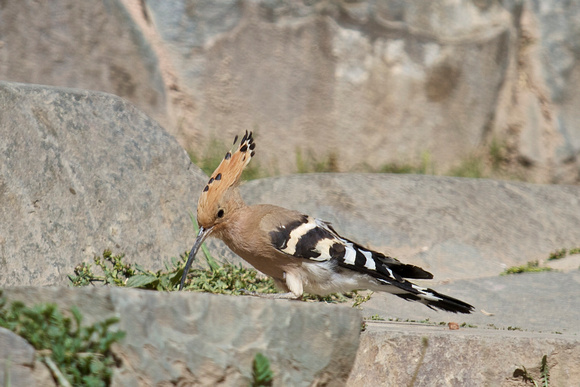 An Eurasian hoopoe (戴勝).