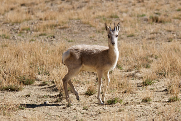 Beautiful antelope.