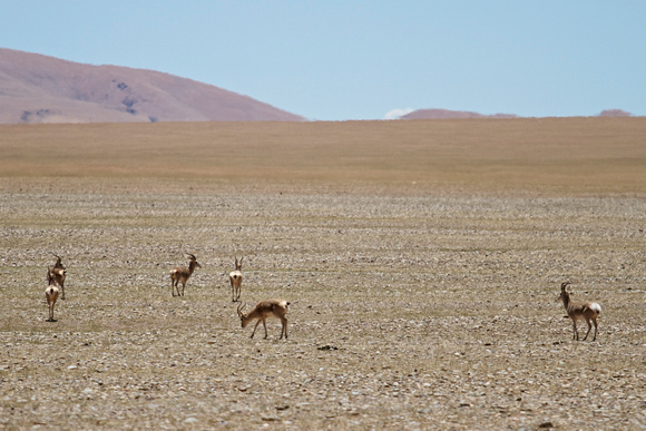 More antelopes.  Here are a group of males.