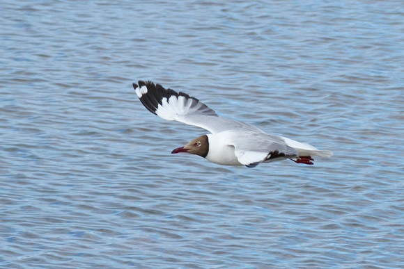 Brown-headed gull (棕頭鷗), same species we saw in Pangong-Tso (班公錯).