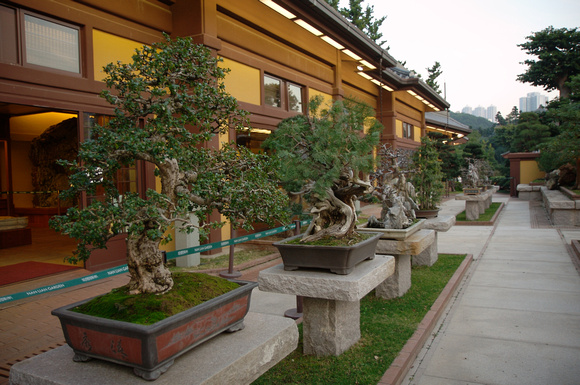 Bonsai garden.