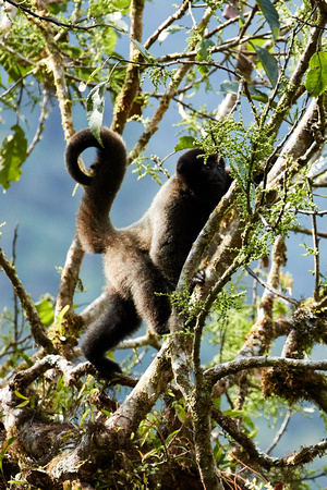 Tracking a large group of Woolly monkeys.