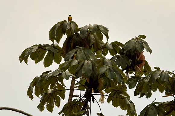 First time seeing the oropendolas on top of the tree they nest.