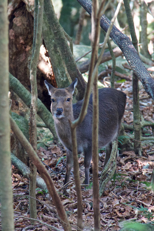One of many wild Yakushika deer we saw on the Seibu-Rindo (Western Forest Roadway, 西部林道).