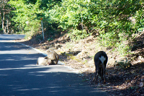 The yakushika deer and the Yaku Macaque monkeys live side-by-side here.