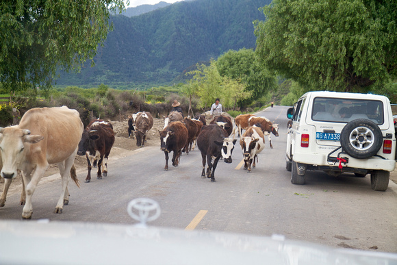 Another traffic jam.  That cow on left is huge!