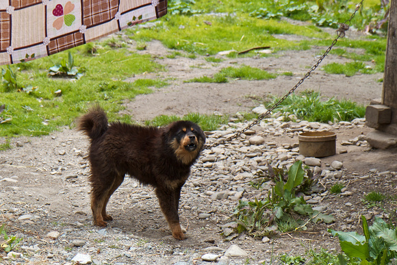 The famous and fierce Tibetan Mastiff (藏獒).