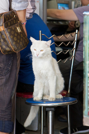 Beautiful cat at the photo developer outside Potala.