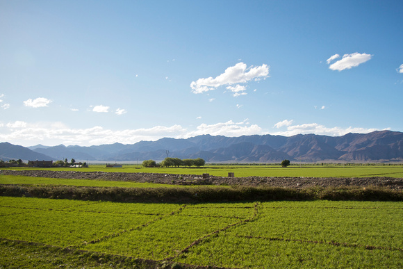 The plain between Gyantse and Shigatse is probably the most fertile in Tibet.
