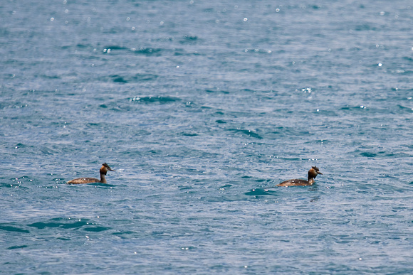 Saw a pair of Great Crested Grebe (鳳頭鷿鷈).
