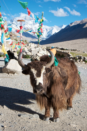 Yaks that are left to live out their lives there.