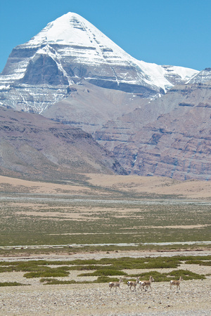Antelopes galloping right in front of Mt. Kailash (岡仁波齊峰)!