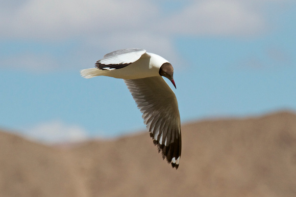 Brown-headed gull (棕頭鷗).