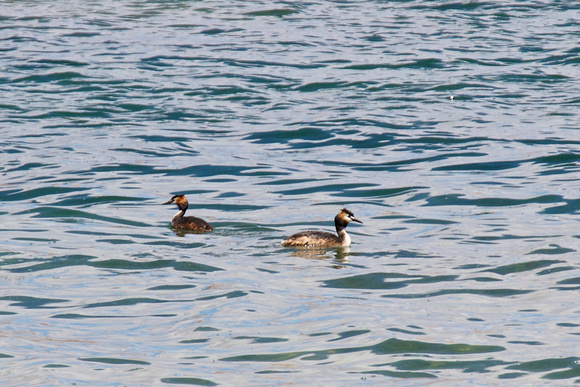 A pair of Great Crested Grebe (鳳頭鷿鷈).   Same type I saw in Yamdrok-Tso (羊卓雍錯).