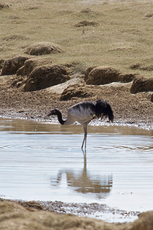 Black-necked crane, only found on the Tibetan Plateau.  Vulnerable with only about 10,000.