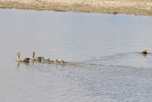 Another family of bar-headed geese.