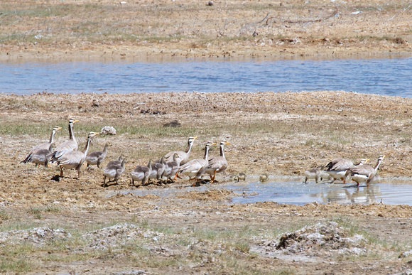 Several families of Bar-headed Geese (斑头雁).