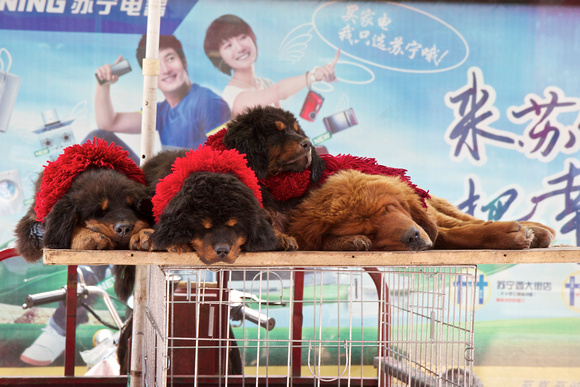 Tibetan mastiff puppies being sold on the street.