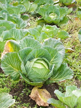 Cabbage field behind The Hungry Eye.