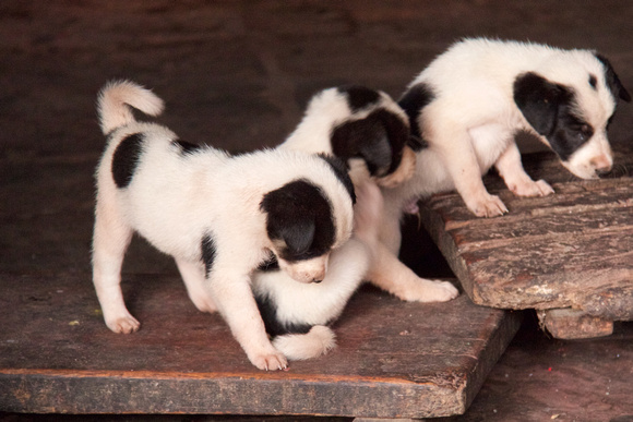 Lots of dogs living under the monastery.  Like this litter of puppies.