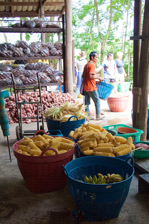 Workers and volunteers stocking food for the herd.