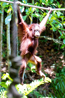 3. "Mowgli" the orangutan, Lok Kawi Wildlife Park 2011-5-22