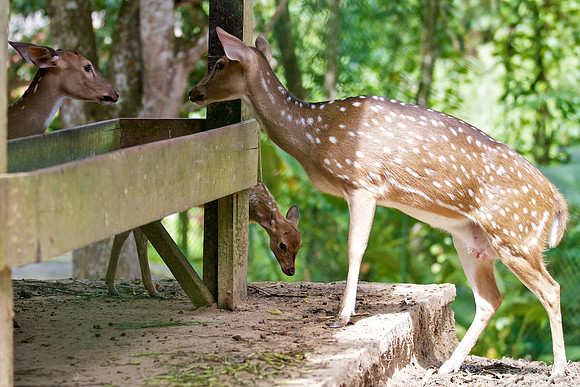Chital, or the spotted deer.